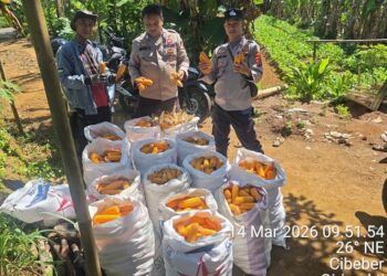 Kanit Intel Polsek Cilograng Bripka Agus Hendriyana S.H dan Bripka Rendi Setiadi Melaksanakan Giat Panen Jagung