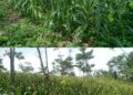 Program Ketahanan Pangan (Ketapang) BUMDES Mitra Desa Mandiri Desa Cilograng Siap Panen Jagung