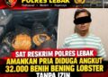 Sat Reskrim Polres Lebak Amankan Pria Diduga Angkut 32.000 Benih Bening Lobster Tanpa Izin