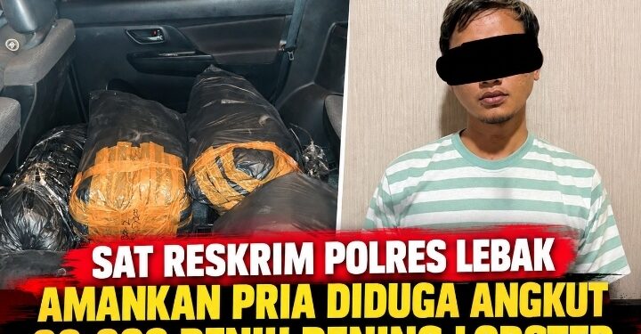 Sat Reskrim Polres Lebak Amankan Pria Diduga Angkut 32.000 Benih Bening Lobster Tanpa Izin